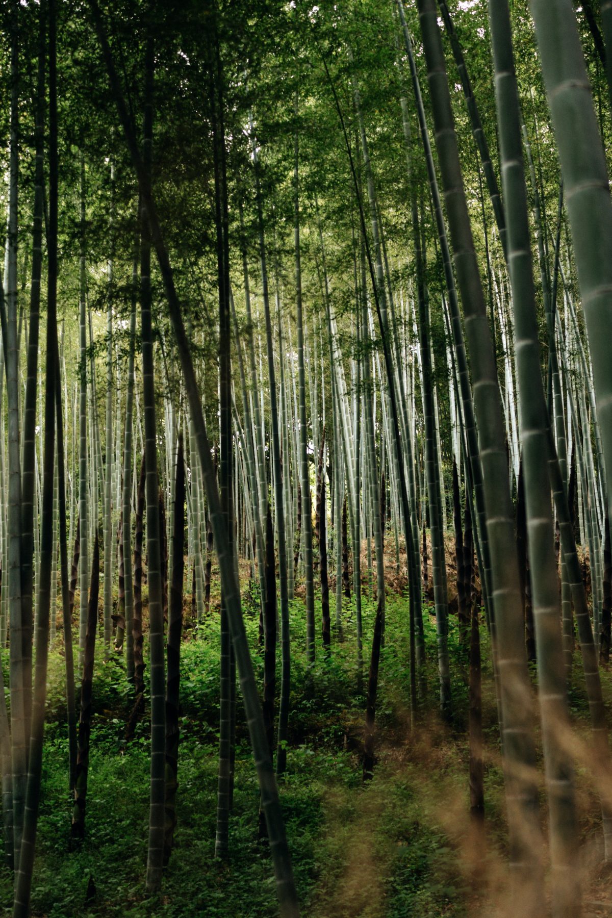 How Many Days Do You Need in Japan? (+ Suggested Routes) Arashiyama bamboo grove in Kyoto, Japan