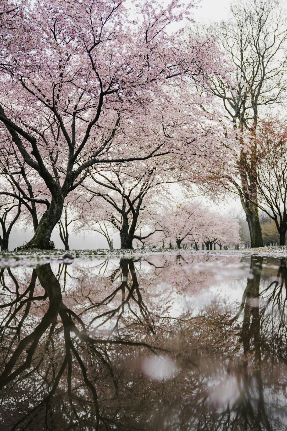 Best Time to Visit Japan: A Season-by-Season Guide for UK Travellers Cherry blossom trees beside a river in Japan