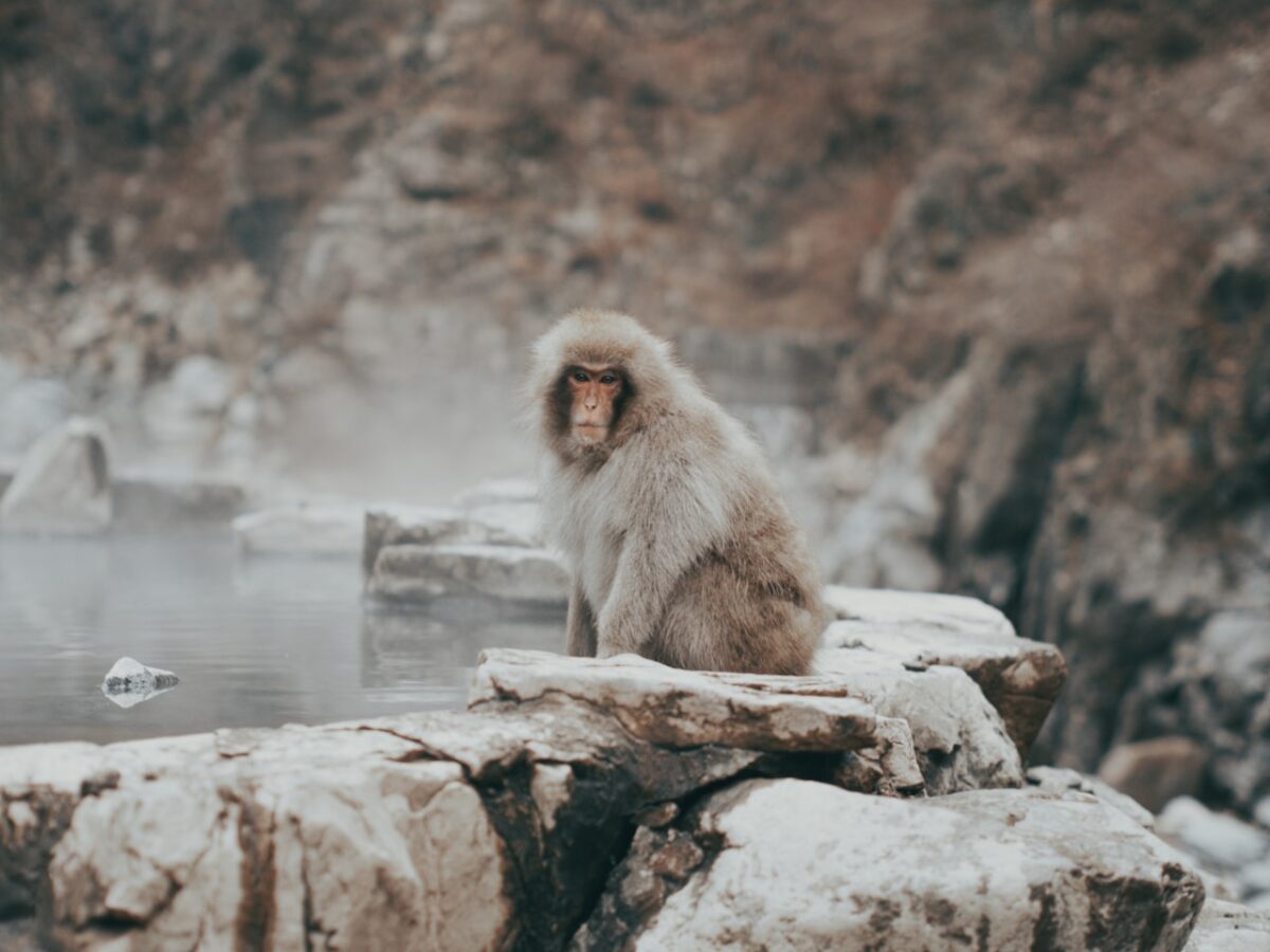 A Japanese macaque near a hot spring in Japan