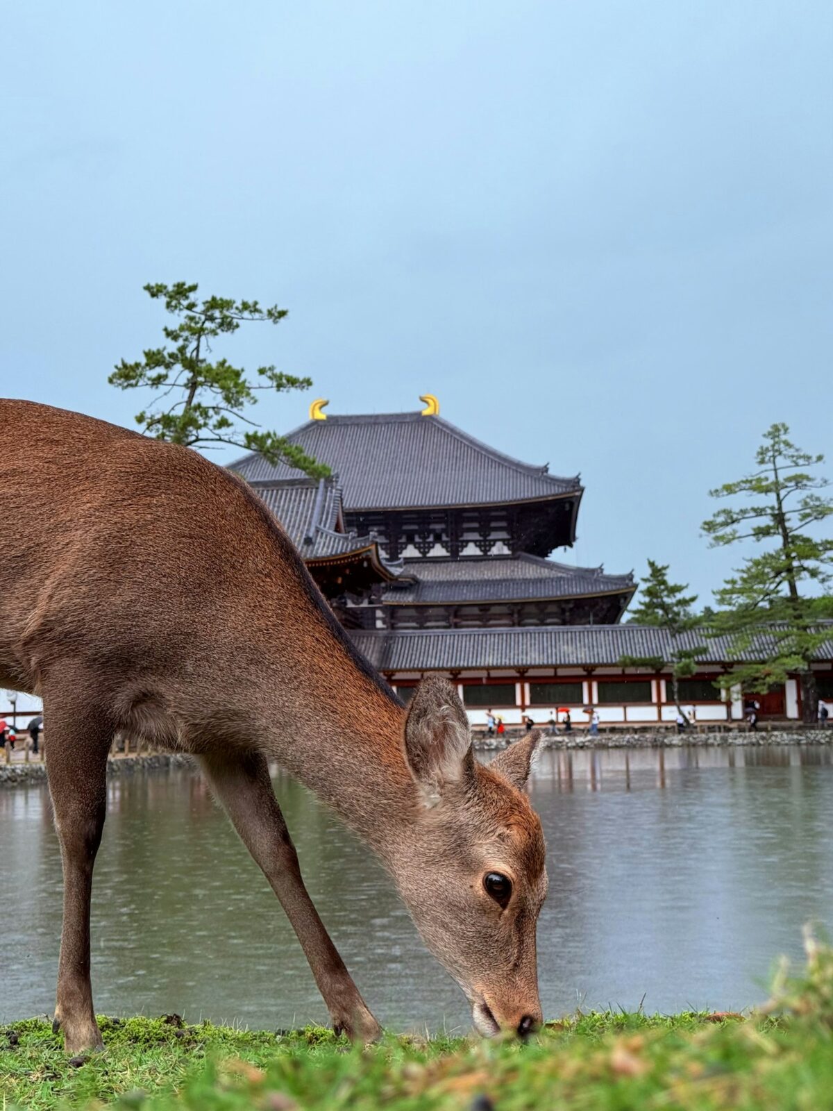 Is a Japan Trip Itinerary Service Worth It? (vs Planning It Yourself) A sika deer at Nara Park in Japan