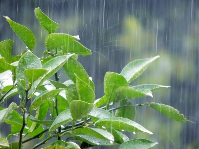 How to Enjoy a Rainy Day in Japan: Ideas for Travellers Rain falling on bright green leaves