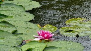 How to Enjoy a Rainy Day in Japan: Ideas for Travellers