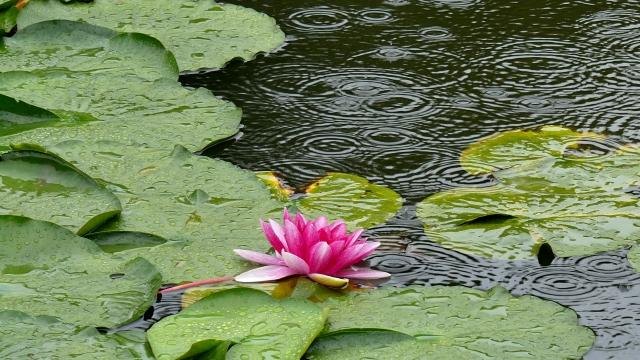 How to Enjoy a Rainy Day in Japan: Ideas for Travellers